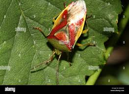 Attēlu rezultāti vaicājumam “Elasmostethus interstinctus”