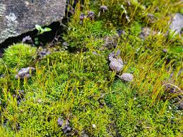 Attēlu rezultāti vaicājumam “Tortula lingulata”