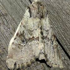 Attēlu rezultāti vaicājumam “Apamea sordens”