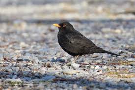 Attēlu rezultāti vaicājumam “Turdus merula”