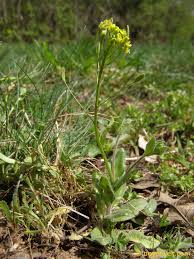 Attēlu rezultāti vaicājumam “Draba nemorosa fruit”