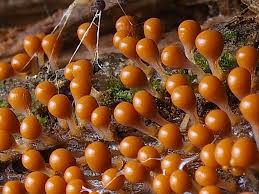 Attēlu rezultāti vaicājumam “Hemitrichia decipiens”