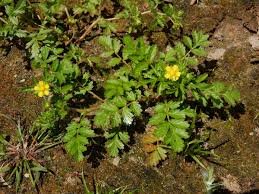 Attēlu rezultāti vaicājumam “Potentilla supina”