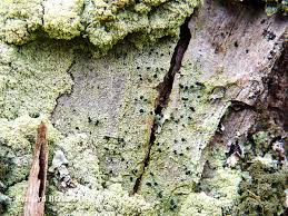 Attēlu rezultāti vaicājumam “Calicium viride”