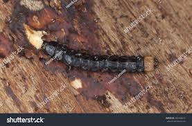 Attēlu rezultāti vaicājumam “Lygistopterus sanguineus larva”