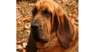 Image result for Carlisle BloodHounds