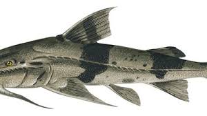 Image result for Ictalurus furcatus