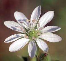 Attēlu rezultāti vaicājumam “Myosoton aquaticum”