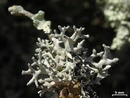 Attēlu rezultāti vaicājumam “Hypogymnia tubulosa”