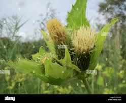 Attēlu rezultāti vaicājumam “Cirsium oleraceum leaf”