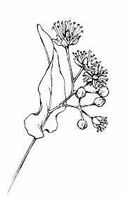 Attēlu rezultāti vaicājumam “Tilia cordata flower”