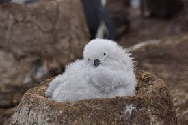 Image result for albatross dead chick
