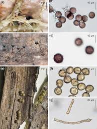 Attēlu rezultāti vaicājumam “Trichia scabra sessile”