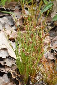 Attēlu rezultāti vaicājumam “Juncus bufonius bud”