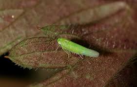 Attēlu rezultāti vaicājumam “Empoasca sp.”