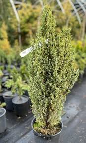 Attēlu rezultāti vaicājumam “Juniperus communis”