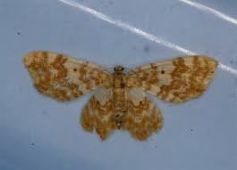 Attēlu rezultāti vaicājumam “Hydrelia flammeolaria”