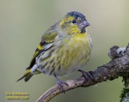 Attēlu rezultāti vaicājumam “Carduelis spinus male”