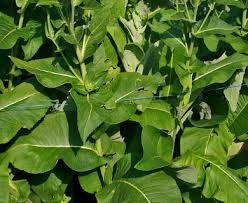 Attēlu rezultāti vaicājumam “Inula helenium leaf”