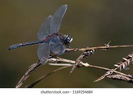 Attēlu rezultāti vaicājumam “Leucorrhinia dubia male”
