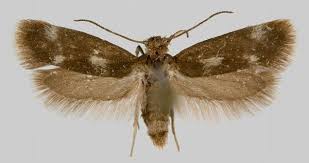 Attēlu rezultāti vaicājumam “Lyonetiidae”