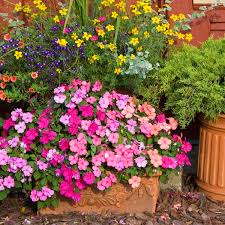 Image result for Impatiens walleriana