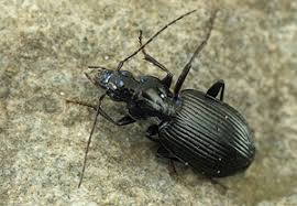 Attēlu rezultāti vaicājumam “Limodromus assimilis”