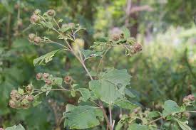 Attēlu rezultāti vaicājumam “Arctium nemorosum”