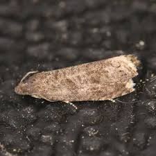 Attēlu rezultāti vaicājumam “Grapholita funebrana larva”