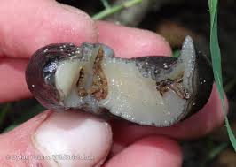 Attēlu rezultāti vaicājumam “Limax cinereoniger”