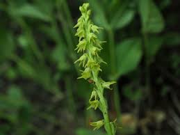 Attēlu rezultāti vaicājumam “Herminium monorchis flower”