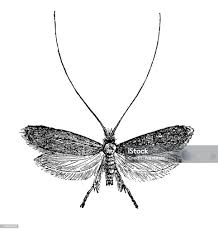 Attēlu rezultāti vaicājumam “Nemophora metallica”