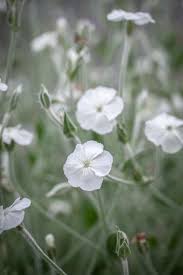 Image result for Lychnis coronaria alba