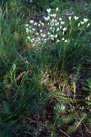 Attēlu rezultāti vaicājumam “Arenaria procera”