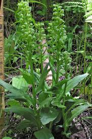 Attēlu rezultāti vaicājumam “Coeloglossum viride flower”