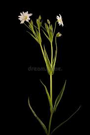 Attēlu rezultāti vaicājumam “Stellaria holostea fruit”