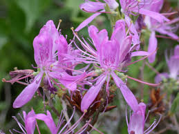 Attēlu rezultāti vaicājumam “Rhododendron canadense”