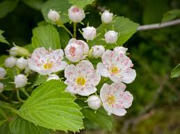 Attēlu rezultāti vaicājumam “Crataegus submollis”