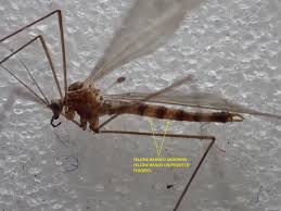 Attēlu rezultāti vaicājumam “Trichia flavicoma macro”