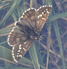 Attēlu rezultāti vaicājumam “Pyrgus serratulae”