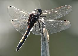 Attēlu rezultāti vaicājumam “Leucorrhinia pectoralis”