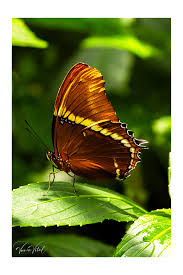 Attēlu rezultāti vaicājumam “Agonopterix hypericella imago”