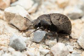 Attēlu rezultāti vaicājumam “Byrrhidae”