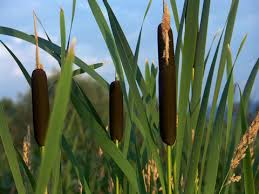 Image result for Rohrkolben