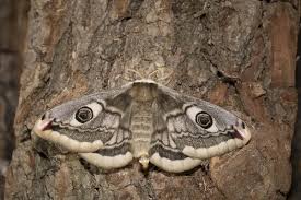 Attēlu rezultāti vaicājumam “Saturnia pavonia female”