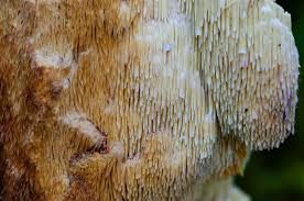 Attēlu rezultāti vaicājumam “Sarcodontia crocea”