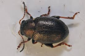 Attēlu rezultāti vaicājumam “Cribraria costata”