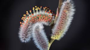 Attēlu rezultāti vaicājumam “Salix caprea male flower”