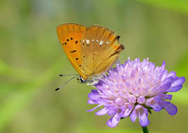 Attēlu rezultāti vaicājumam “Lycaena virgaureae underside”