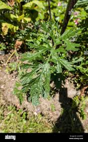 Attēlu rezultāti vaicājumam “Jacobaea vulgaris leaf”